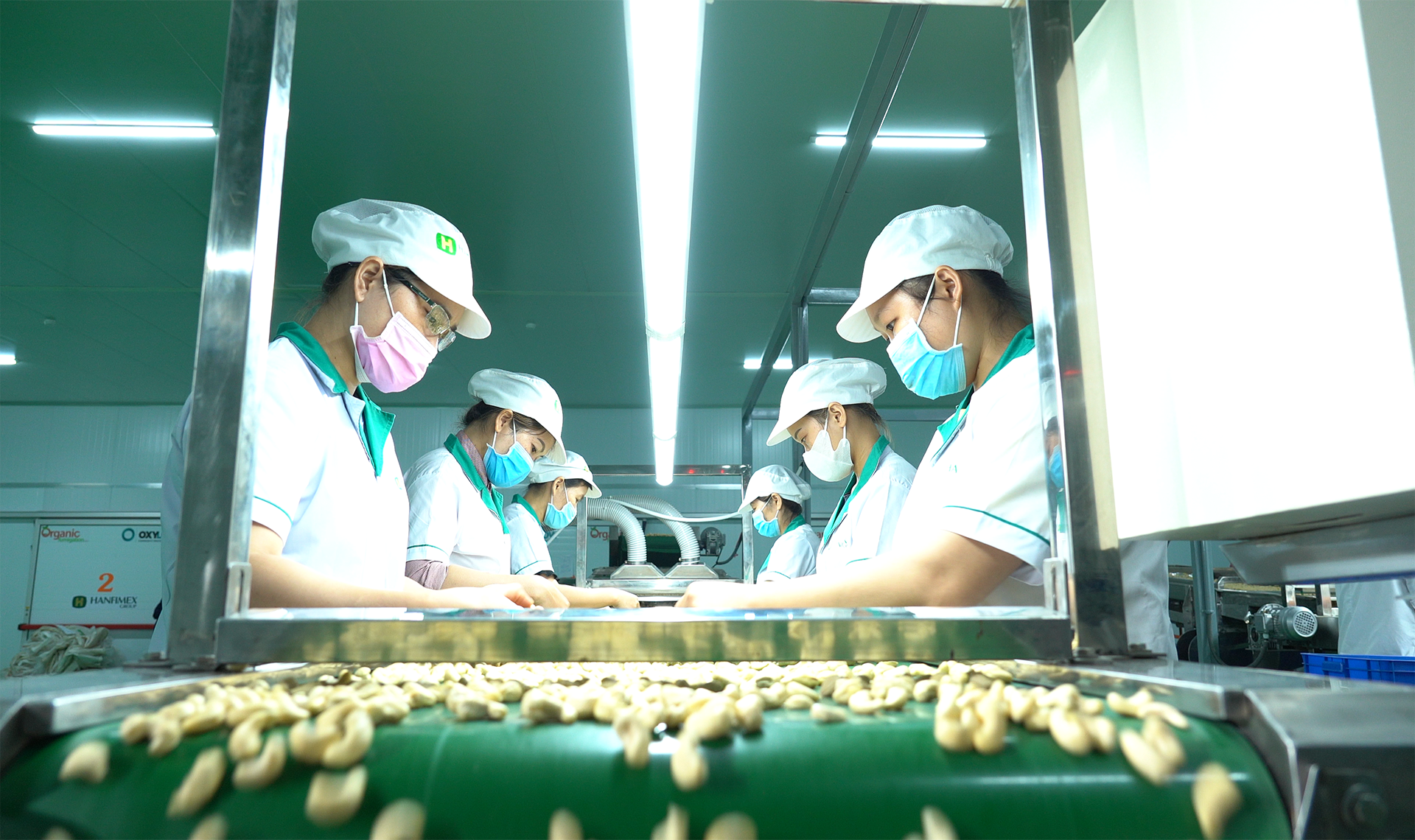 The biggest advantage of the Vietnamese Cashew Industry