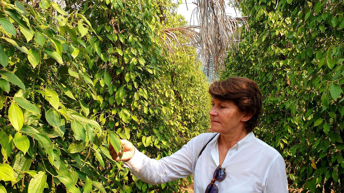 Vietnam Black Pepper Export Forecast 2022