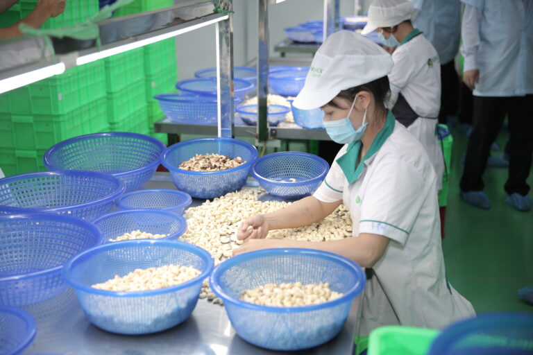 Vietnam Cashew Market Report – August 2025 Update