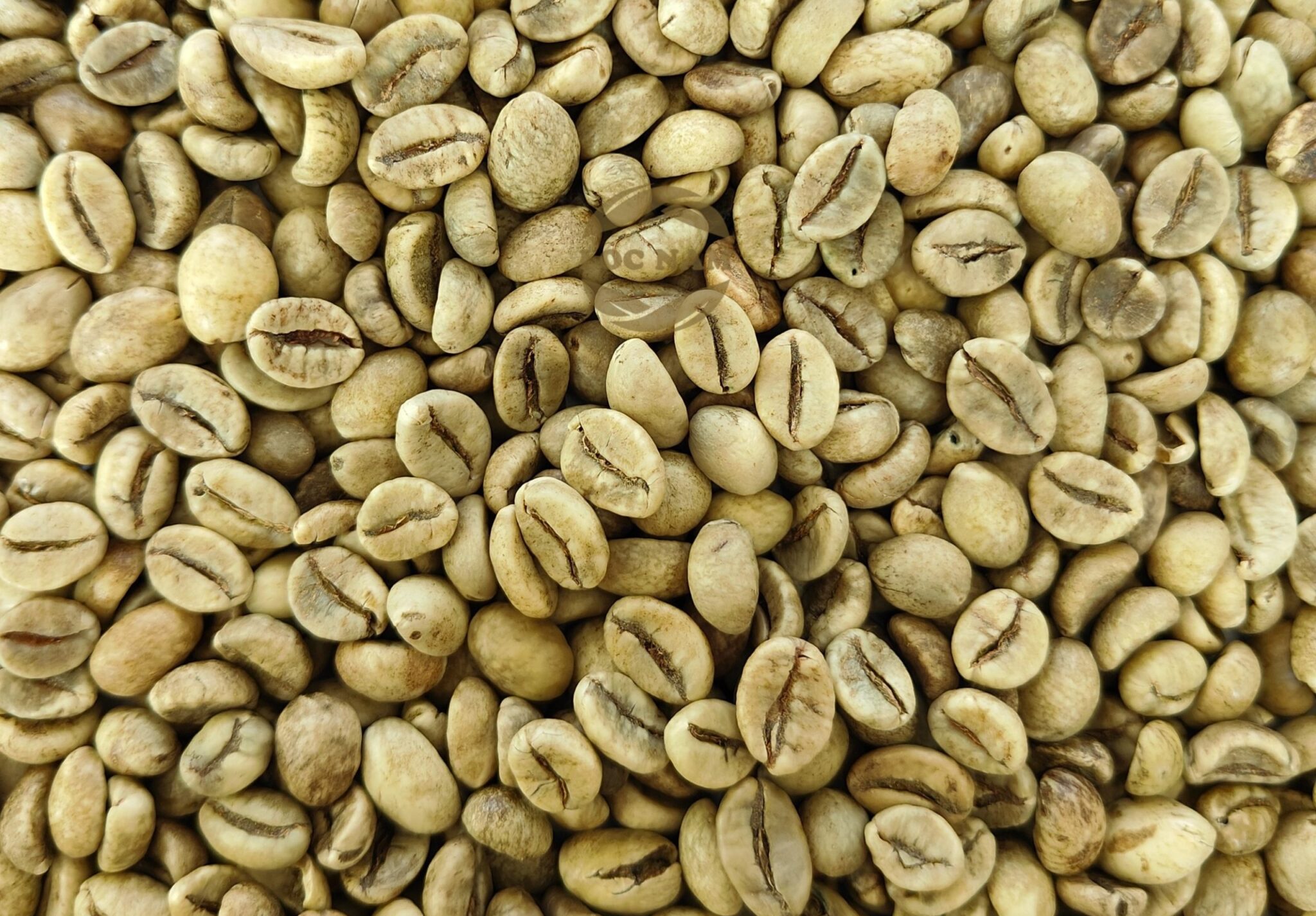 Vietnam Robusta Coffee Market Update – June 2025