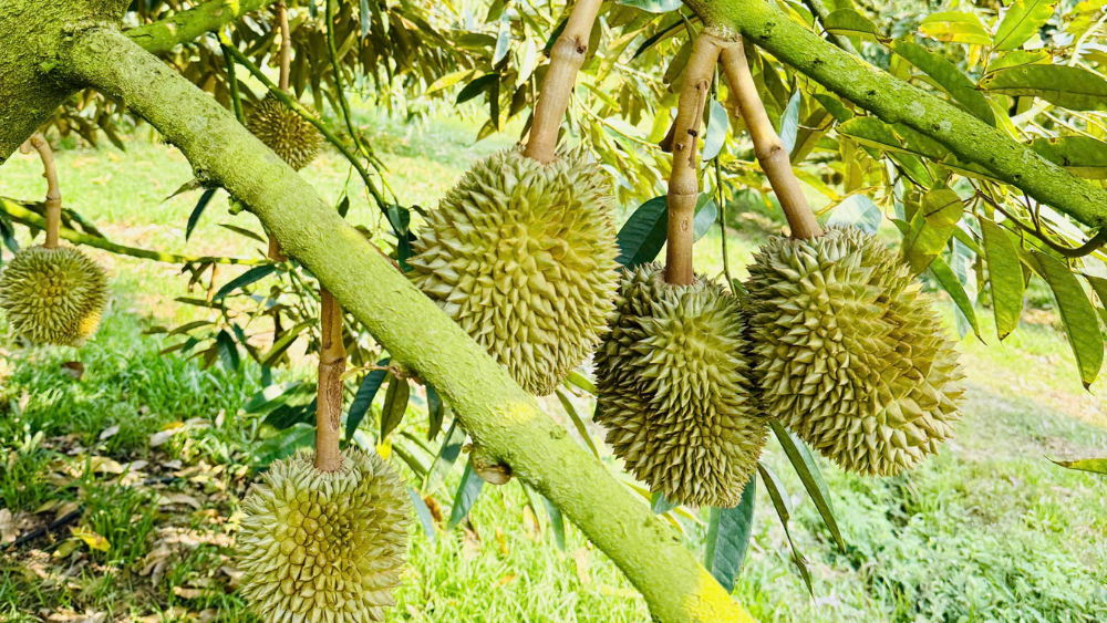 cong-thuc-nuoi-trai-sau-rieng-thai-tu-60-ngay-giup-trai-lon-nhanh-tron-deu-kimnonggoldstar-vn